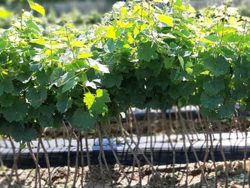Prodaja sadnica vinove loze i certificirane sadnice | AGROSS d.o.o.