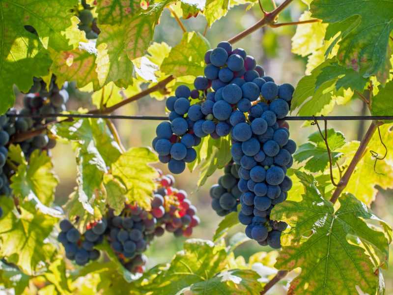 Weinreben-Setzlinge kaufen (Österreich & Deutschland) – zertifizierte Rebenpflanzen von AGROSS